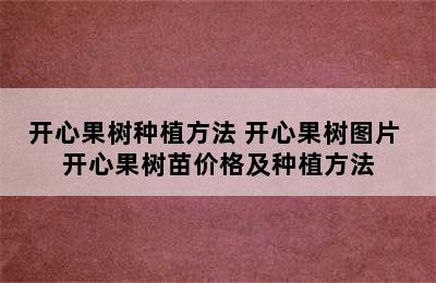 开心果树种植方法 开心果树图片 开心果树苗价格及种植方法